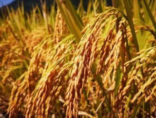 2021年中国早稻种植面积、产量及单产量分析：种植面积小幅下降，但产量增长[图]