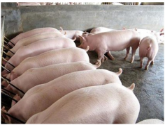 2020年中国生猪存栏量、出栏量及生猪养殖重点龙头企业对比：温氏股份VS牧原股份分析[图]