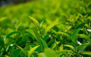 2020年中国茶叶行业市场规模及出口分析：茶叶出口量自2014年以来首次出现下降[图]