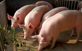 生猪养殖行业：上市猪企8月生猪销售均价回落 仔猪销售节奏继续放缓