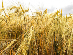 2021年中国小麦种植面积、产量及小麦粉供需分析[图]