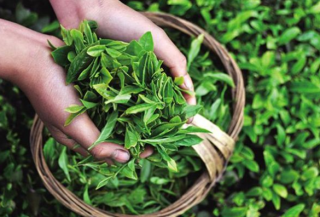 2020年湖南省茶叶种植面积及产量分析：绿茶产量最高[图]