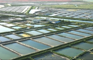 2020年中国池塘养殖行业现状分析：养殖面积及产量双增长[图]