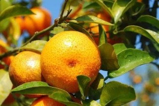 2020年中国柑橘行业市场供需及市场规模分析[图]