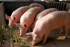 生猪养殖行业：规模养殖稳步推进 静待周期向上拐点