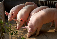 生猪养殖：当前时点如何看待养殖行业现金流情况？