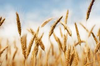 小麦短缺将蔓延，小麦期货连续三天涨停[图]