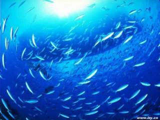 2021年中国沙丁鱼发展现状及进出口状况分析： 沙丁鱼出口量进一步增加[图]