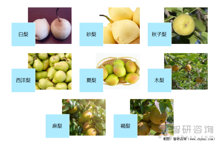 陕西梨的常见品种