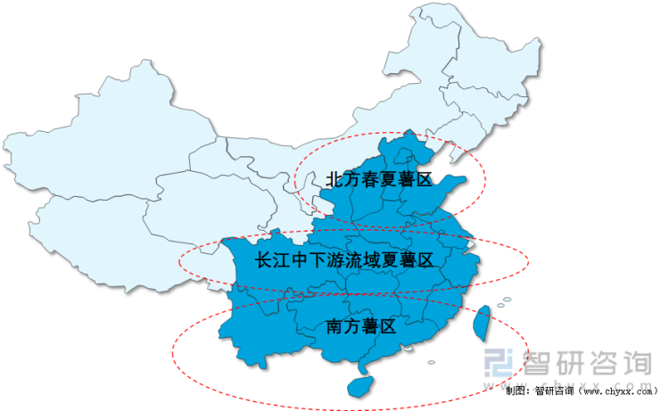 中国甘薯种植区域分布
