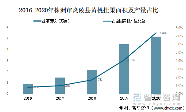 2016-2020年株洲市炎陵县黄桃挂果面积及产量占比