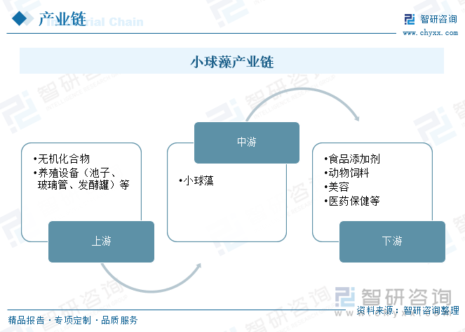 小球藻的產(chǎn)業(yè)鏈上游包括無機化合物和養(yǎng)殖設(shè)備等；下游廣泛應(yīng)用于食品添加劑、動物飼料、美容以及醫(yī)藥保健等領(lǐng)域。