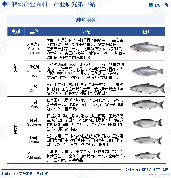 鲑鱼主要分类方式