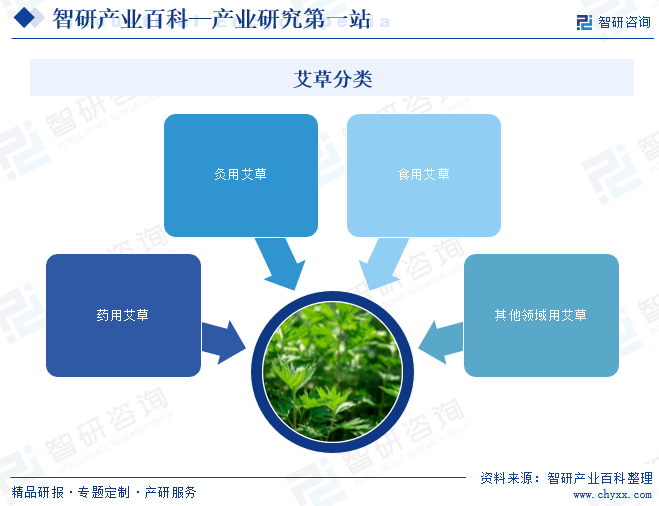 艾草分类