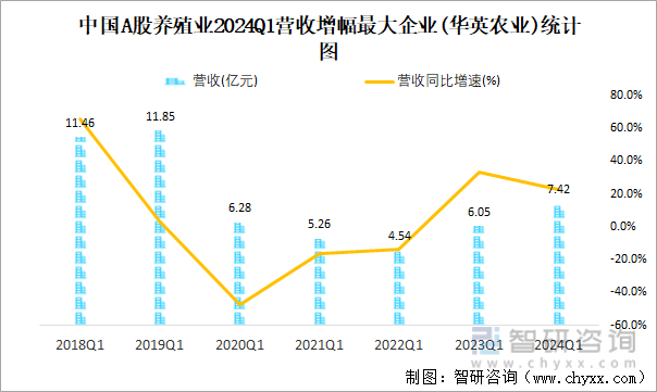 中国A股养殖业2024Q1营收增幅最大企业(华英农业)统计图
