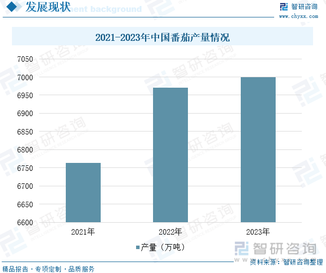 2021-2023年中国番茄产量情况