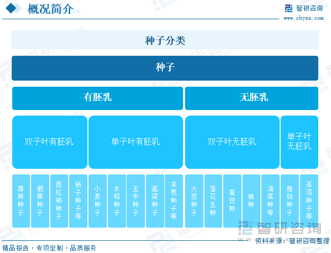 种子分类