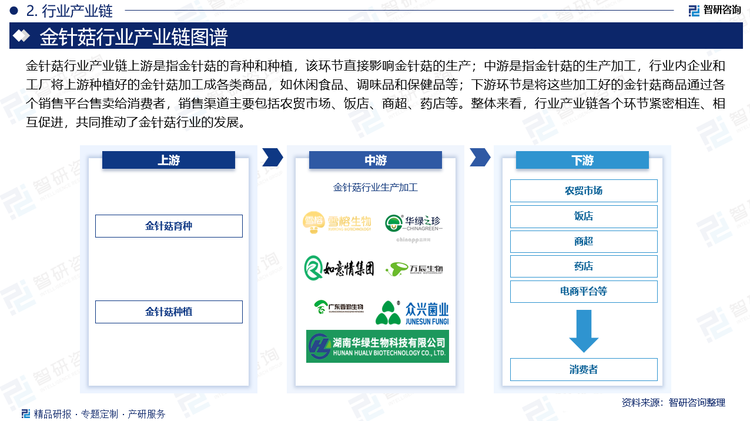 金针菇行业产业链上游是指金针菇的育种和种植，该环节直接影响金针菇的生产；中游是指金针菇的生产加工，行业内企业和工厂将上游种植好的金针菇加工成各类商品，如休闲食品、调味品和保健品等；下游环节是将这些加工好的金针菇商品通过各个销售平台售卖给消费者，销售渠道主要包括农贸市场、饭店、商超、药店等。整体来看，行业产业链各个环节紧密相连、相互促进，共同推动了金针菇行业的发展。