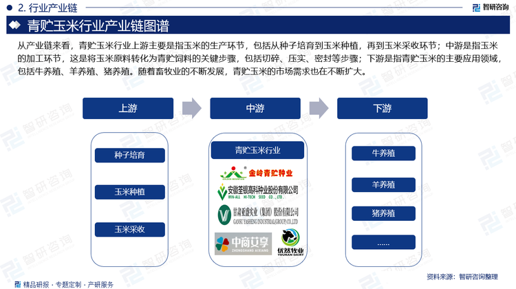 从产业链来看，青贮玉米行业上游主要是指玉米的生产环节，包括从种子培育到玉米种植，再到玉米采收环节；中游是指玉米的加工环节，这是将玉米原料转化为青贮饲料的关键步骤，包括切碎、压实、密封等步骤；下游是指青贮玉米的主要应用领域，包括牛养殖、羊养殖、猪养殖。随着畜牧业的不断发展，青贮玉米的市场需求也在不断扩大。