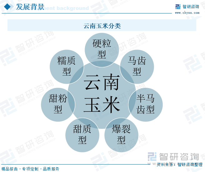 云南玉米分类