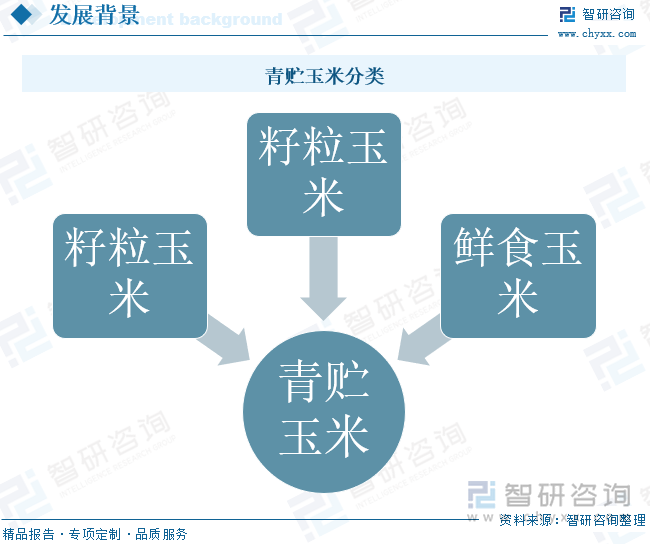 青贮玉米分类