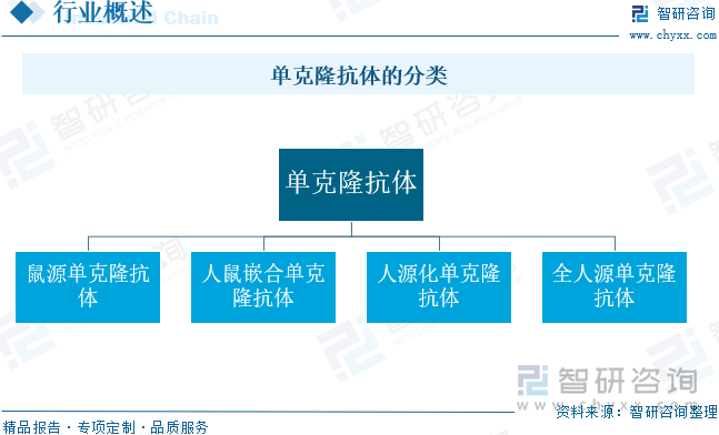 单克隆抗体的分类