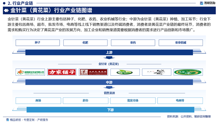 金针菜（黄花菜）行业上游主要包括种子、化肥、农药、农业机械等行业；中游为金针菜（黄花菜）种植、加工环节；行业下游主要包括商场、超市、批发市场、电商等线上线下销售渠道以及终端消费者，消费者是黄花菜产业链的最终环节，消费者的需求和购买行为决定了黄花菜产业的发展方向，加工企业和销售渠道需要根据消费者的需求进行产品创新和市场推广。