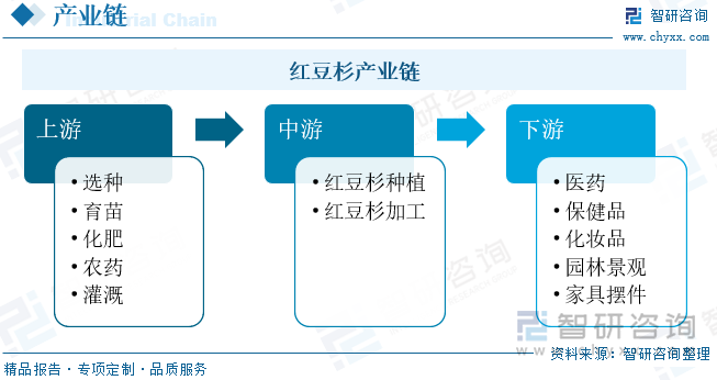 红豆杉产业链