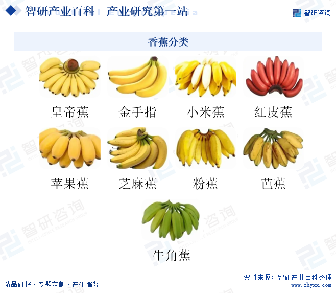 香蕉分类