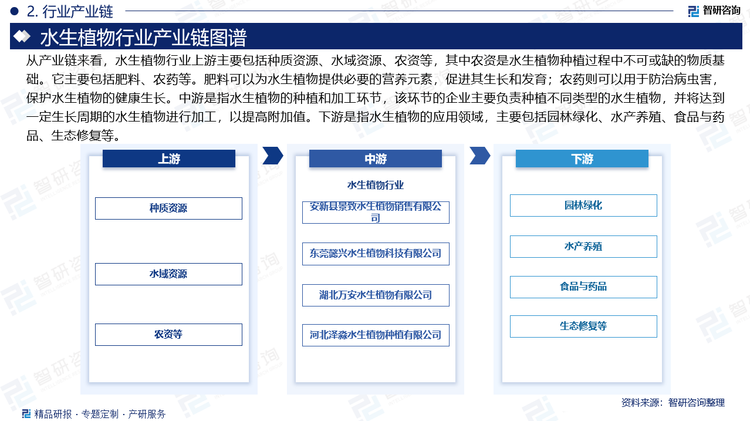 从产业链来看，水生植物行业上游主要包括种质资源、水域资源、农资等，其中农资是水生植物种植过程中不可或缺的物质基础。它主要包括肥料、农药等。肥料可以为水生植物提供必要的营养元素，促进其生长和发育；农药则可以用于防治病虫害，保护水生植物的健康生长。中游是指水生植物的种植和加工环节，该环节的企业主要负责种植不同类型的水生植物，并将达到一定生长周期的水生植物进行加工，以提高附加值。下游是指水生植物的应用领域，主要包括园林绿化、水产养殖、食品与药品、生态修复等。