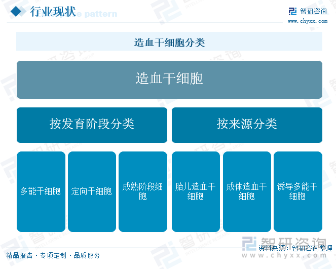 造血干细胞分类