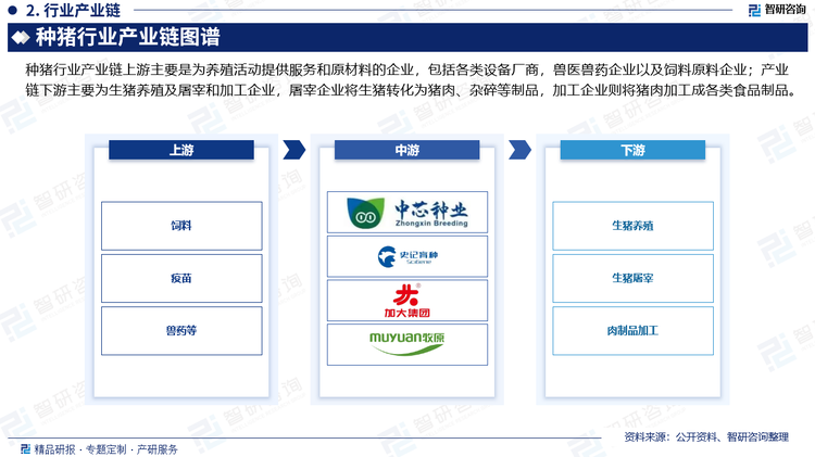 种猪位于我国生猪产业的中上游环节，是农业生产的重要组成部分。具体来看，生猪产业链以生猪养殖业为中心，涉及饲料加工、兽药疫苗、屠宰、食品加工、零售、餐饮等诸多行业。目前来看，生猪已经形成了一条完整的产业链结构。上游主要是为养殖活动提供服务和原材料的企业，包括各类设备厂商，兽医兽药企业以及饲料原料企业。中游主要是育种企业和养殖企业。生猪产业链下游主要为屠宰和加工企业，屠宰企业将生猪转化为猪肉、杂碎等制品，加工企业则将猪肉加工成各类食品制品。