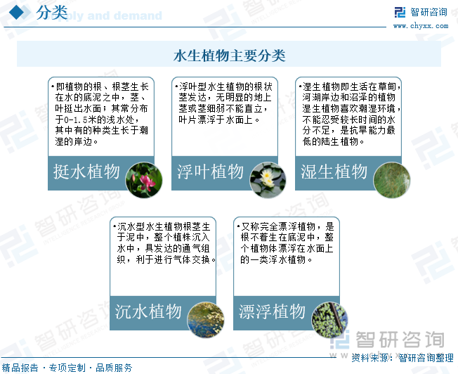 水生植物主要分类