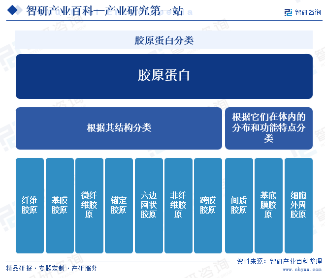 胶原蛋白分类