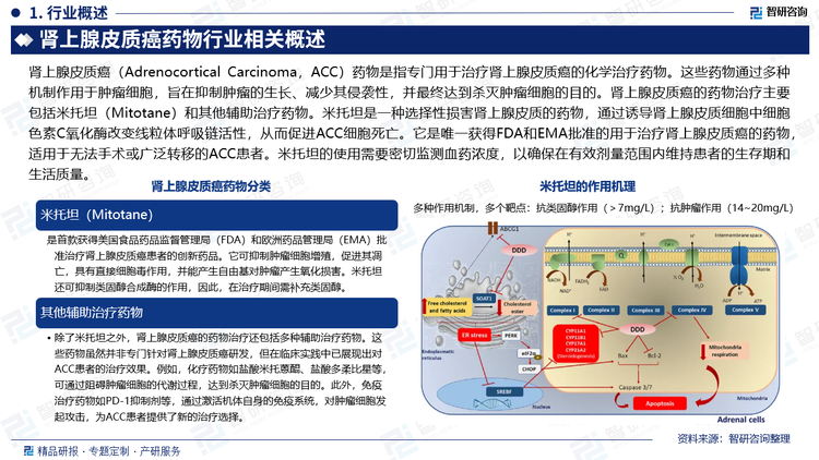 腎上腺皮質癌（Adrenocortical Carcinoma，ACC）藥物是指專門用于治療腎上腺皮質癌的化學治療藥物。這些藥物通過多種機制作用于腫瘤細胞，旨在抑制腫瘤的生長、減少其侵襲性，并最終達到殺滅腫瘤細胞的目的。腎上腺皮質癌的藥物治療主要包括米托坦（Mitotane）和其他輔助治療藥物。米托坦是一種選擇性損害腎上腺皮質的藥物，通過誘導腎上腺皮質細胞中細胞色素C氧化酶改變線粒體呼吸鏈活性，從而促進ACC細胞死亡。它是唯一獲得FDA和EMA批準的用于治療腎上腺皮質癌的藥物，適用于無法手術或廣泛轉移的ACC患者。米托坦的使用需要密切監(jiān)測血藥濃度，以確保在有效劑量范圍內維持患者的生存期和生活質量。