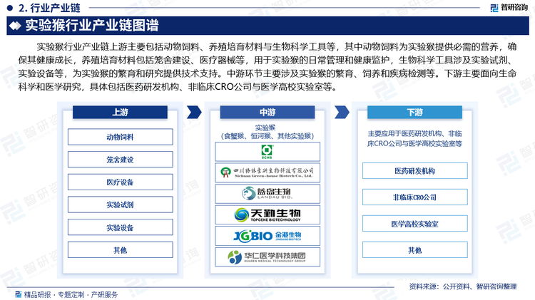 实验猴行业产业链上游主要包括动物饲料、养殖培育材料与生物科学工具等，其中动物饲料为实验猴提供必需的营养，确保其健康成长，养殖培育材料包括笼舍建设、医疗器械等，用于实验猴的日常管理和健康监护，生物科学工具涉及实验试剂、实验设备等，为实验猴的繁育和研究提供技术支持。中游环节主要涉及实验猴的繁育、饲养和疾病检测等。下游主要面向生命科学和医学研究，具体包括医药研发机构、非临床CRO公司与医学高校实验室等。