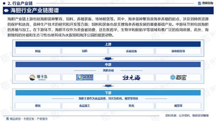 海胆产业链上游包括海胆苗种繁育、饲料、养殖装备、场地租赁等。其中，海参苗种繁育是海参养殖的起点，涉及到种质资源的保护和选育、苗种生产技术的研究和开发等方面；饲料和装备也是支撑海参养殖发展的重要基础产业。中游环节则包括海胆的养殖与加工。在下游环节，海胆不仅作为美食被消费，还在医药学、生物学和胚胎学等领域有着广泛的应用前景，此外，海胆独特的外观和生态习性也使其成为水族馆和海洋公园的观赏动物。