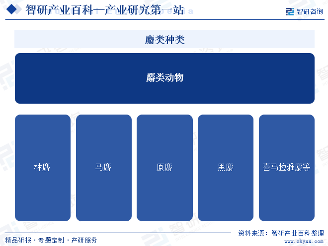 麝类种类