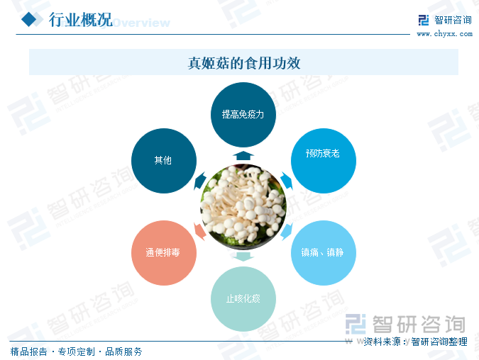 真姬菇的食用功效