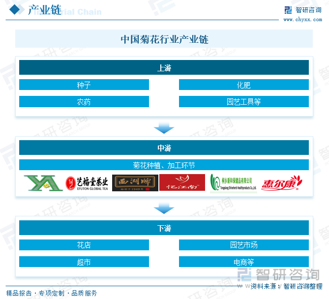 中国菊花行业产业链