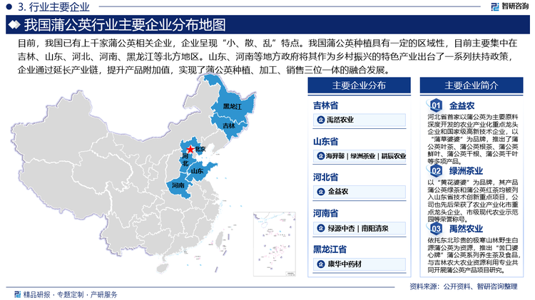 目前，我国已有上千家蒲公英相关企业，企业呈现“小、散、乱”特点。我国蒲公英种植具有一定的区域性，目前主要集中在吉林、山东、河北、河南、黑龙江等北方地区。山东、河南等地方政府将其作为乡村振兴的特色产业出台了一系列扶持政策，企业通过延长产业链，提升产品附加值，实现了蒲公英种植、加工、销售三位一体的融合发展。