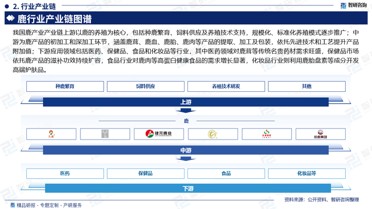 我国鹿产业产业链上游以鹿的养殖为核心，包括种鹿繁育、饲料供应及养殖技术支持，规模化、标准化养殖模式逐步推广；中游为鹿产品的初加工和深加工环节，涵盖鹿茸、鹿血、鹿胎、鹿肉等产品的提取、加工及包装，依托先进技术和工艺提升产品附加值；下游应用领域包括医药、保健品、食品和化妆品等行业，其中医药领域对鹿茸等传统名贵药材需求旺盛，保健品市场依托鹿产品的滋补功效持续扩容，食品行业对鹿肉等高蛋白健康食品的需求增长显著，化妆品行业则利用鹿胎盘素等成分开发高端护肤品。