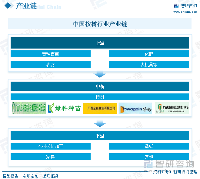 中国桉树行业产业链