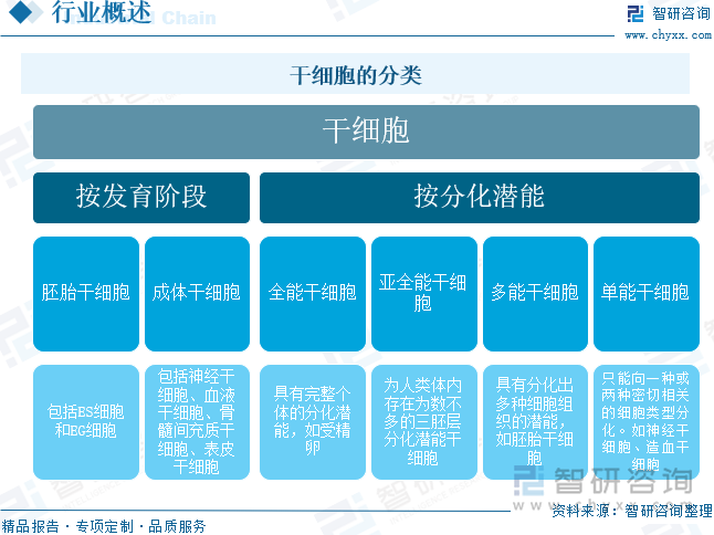 干细胞的分类