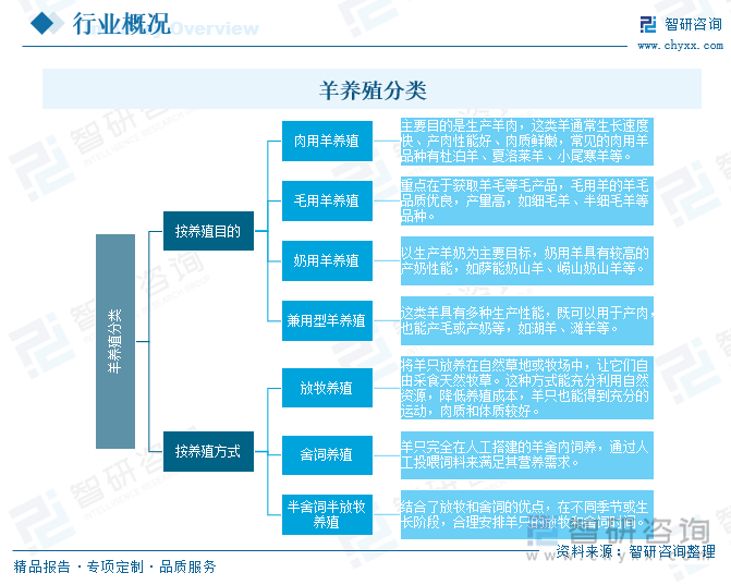 羊養(yǎng)殖分類