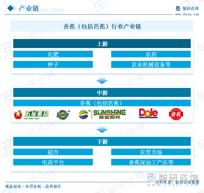 香蕉（包括芭蕉）行业产业链