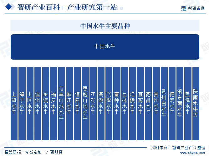 中国水牛主要品种