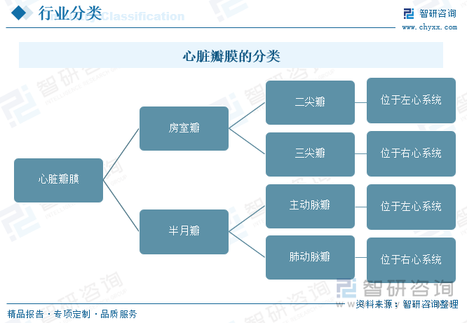 心臟瓣膜的分類