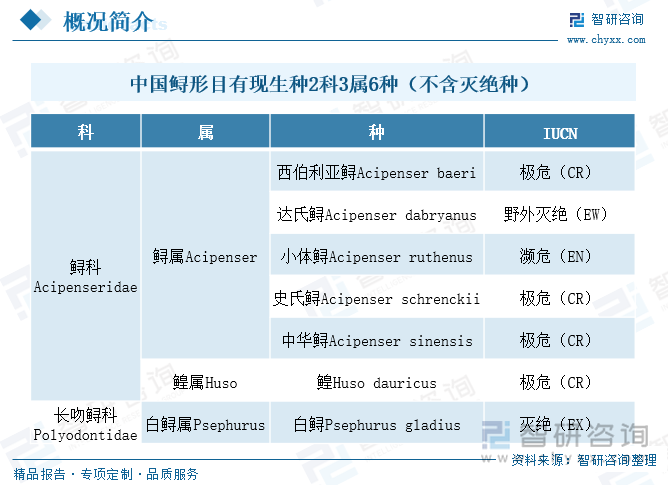 中國鱘形目有現(xiàn)生種2科3屬6種（不含滅絕種）
