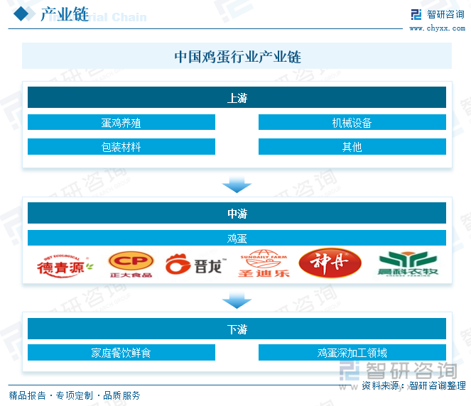 中國雞蛋行業(yè)產(chǎn)業(yè)鏈